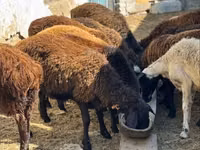 Ram, Sheep — photo 1
