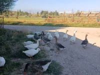 Geese — Foto 3