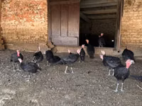 Turkeys — الصورة 6