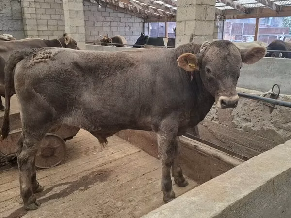 Toro, Aberdeen-Angus