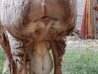 Carnero, Arashan sheep — foto 3