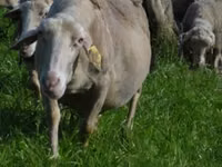 Schaf, Lacaune sheep — Foto 3