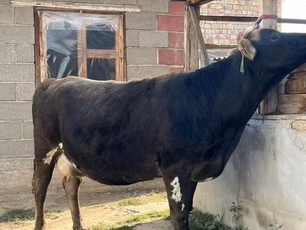 母牛, Alatau breed — 吉尔吉斯斯坦