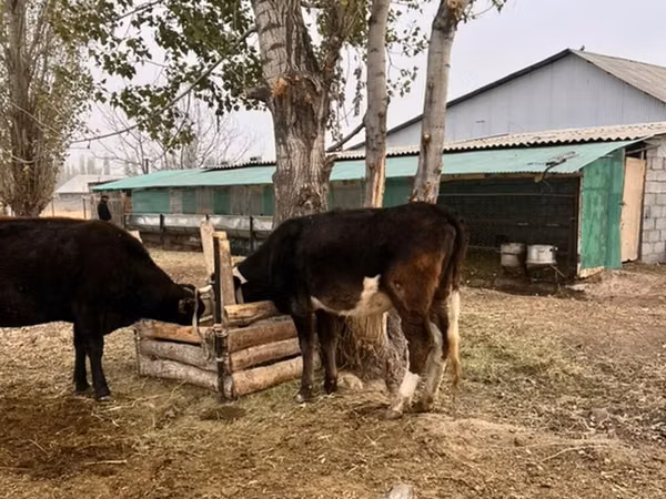 Bulle, Russian Black pied cattle