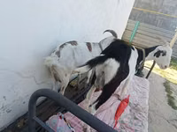 Ziege, Saanen goat — Foto 2