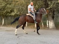 Hengst, Anglo-Arabian — Foto 1