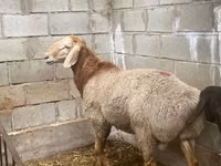 كبش, Arashan sheep — الصورة 2