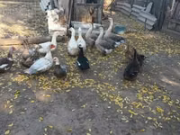 Ducks — foto 1