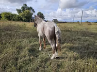 Caballo, Caballos — foto 1