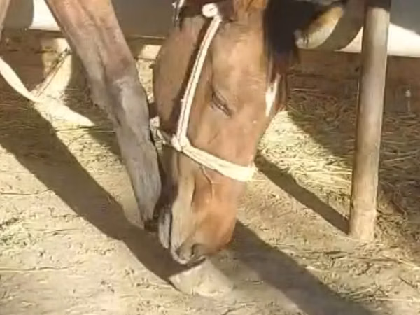 Yegua, Caballos