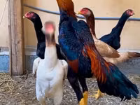 Chickens — Foto 2