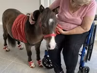 Айғыр, Miniature horse — 5-сурет