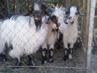 Ziege, Alpine goat — Foto 7