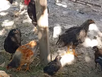 Chickens — foto 8