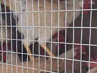Chickens — Foto 2