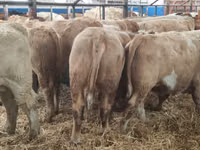 Rinder (Partie, Geschlecht nicht angegeben), Simmental cattle — Foto 5