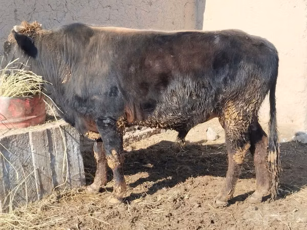 Bulle, Rinder — Usbekistan