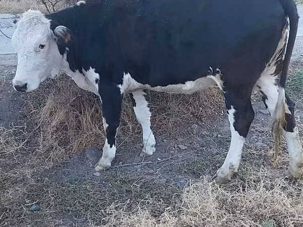 Kuh, Holstein-Rasse