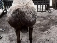 Widder, Arashan sheep — Foto 3