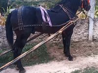 公马, Horses — 照片 2