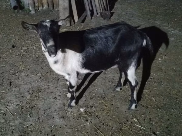 母山羊, Alpine goat — 哈萨克斯坦