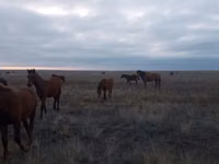 Ат, Аттын тукумдары — сүрөт 1