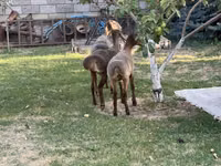 Schaf, Hissar sheep — Foto 7