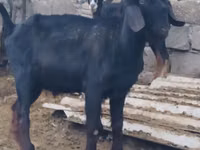 Ziegenbock, Anatolian Black goats — Foto 3