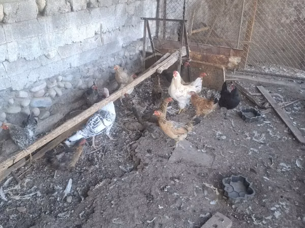 Chickens — Kirgisistan
