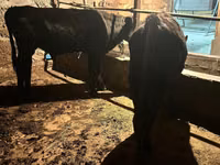 公牛, Swiss cattle — 照片 4