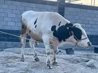 公牛, Holstein breed — 照片 2