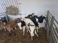 Toro, Russian Black pied cattle — foto 5