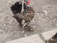 Chickens — Foto 7