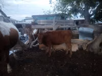 Rinder (Partie, Geschlecht nicht angegeben), Simmental cattle — Foto 2