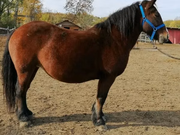 Mare, Horses