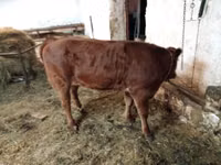 Vaca, Ganado vacuno — foto 4