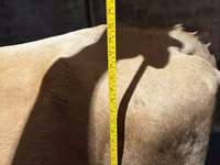 Vaca, Swiss cattle — foto 5