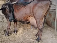 Kuh, Wilder Yak — Foto 1