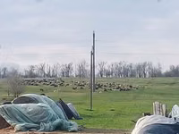 Schaf, Edilbay sheep — Foto 2