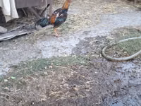 Chickens — Foto 3