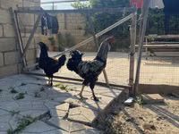Brahma — foto 1
