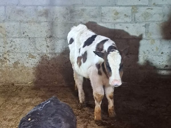 Bulle, Simmental cattle