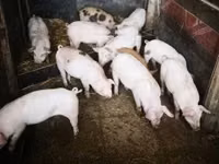 Schweine (Partie, Geschlecht nicht angegeben), Schweine — Foto 2