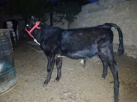 Toro, Ganado vacuno — foto 4