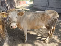 母牛, Cattle — 照片 2