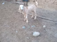 Ziegenbock, Nubian Goat — Foto 1