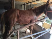 Hengst, Thoroughbred horse — Foto 6