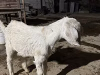 母山羊, Nubian Goat — 照片 1