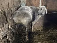 Widder, Hissar sheep — Foto 4