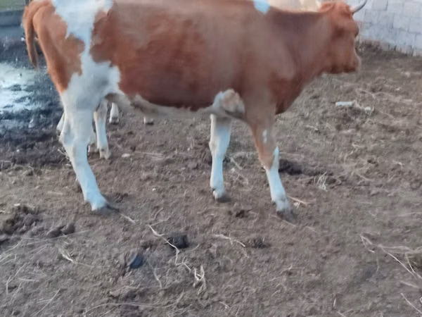 母牛, Simmental cattle — 哈萨克斯坦